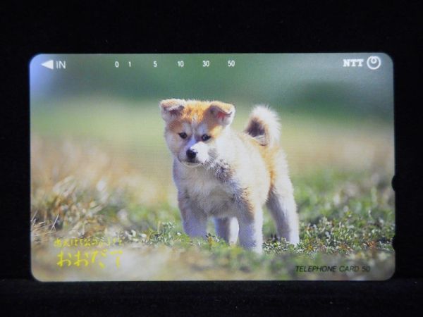 テレカ 忠犬はち公のふるさと 大舘 おおだて 子犬 50度数 未使用 T-1022の画像1