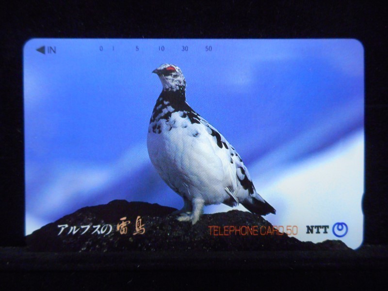 テレカ 50度 アルプスの雷鳥 動物 未使用 T-2469_画像1