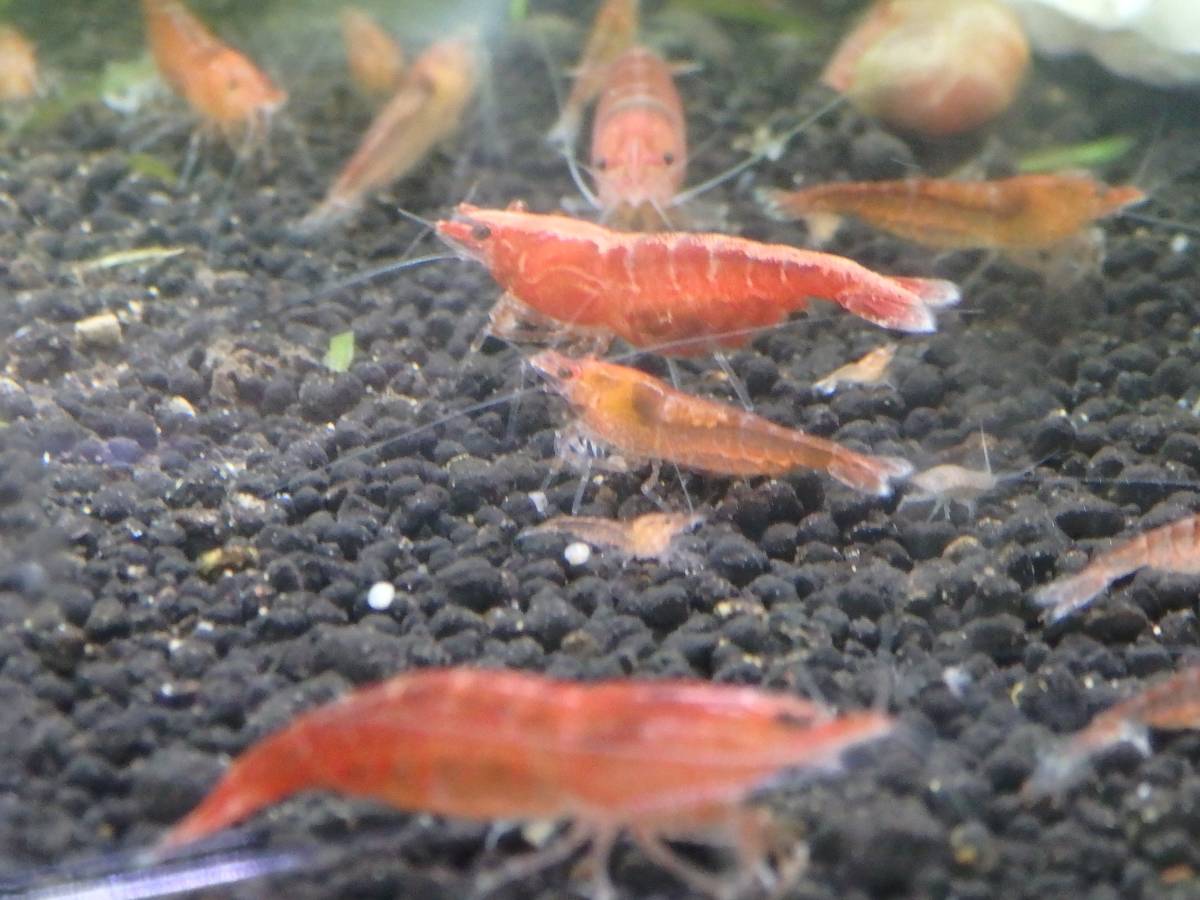 =AASO=Shrimp 自家繁殖ジャパンレッド赤ミナミヌマエビ 13～15ミリ前後　10匹 +オマケ1匹 !_画像2