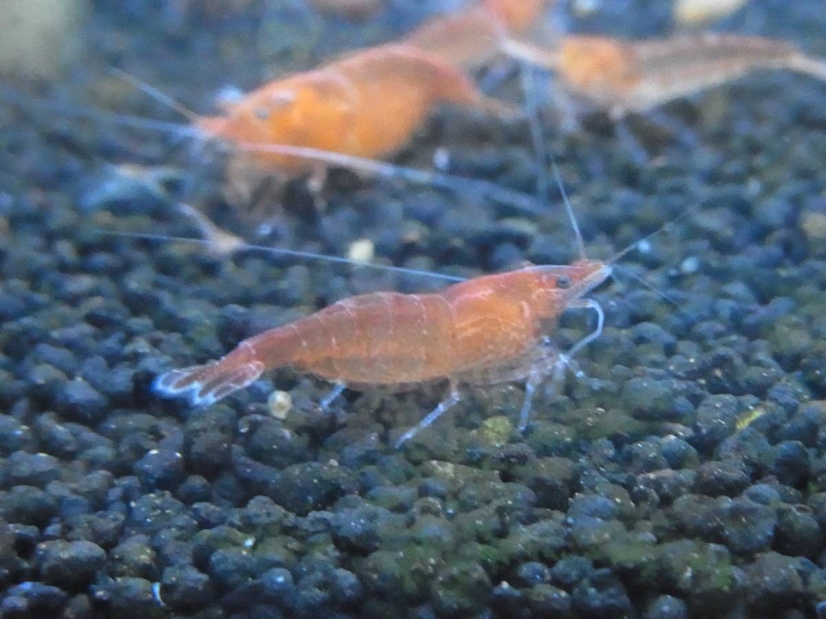 =AASO=Shrimp 自家繁殖ジャパンレッド赤ミナミヌマエビ 13～15ミリ前後　10匹 +オマケ1匹 !_画像9