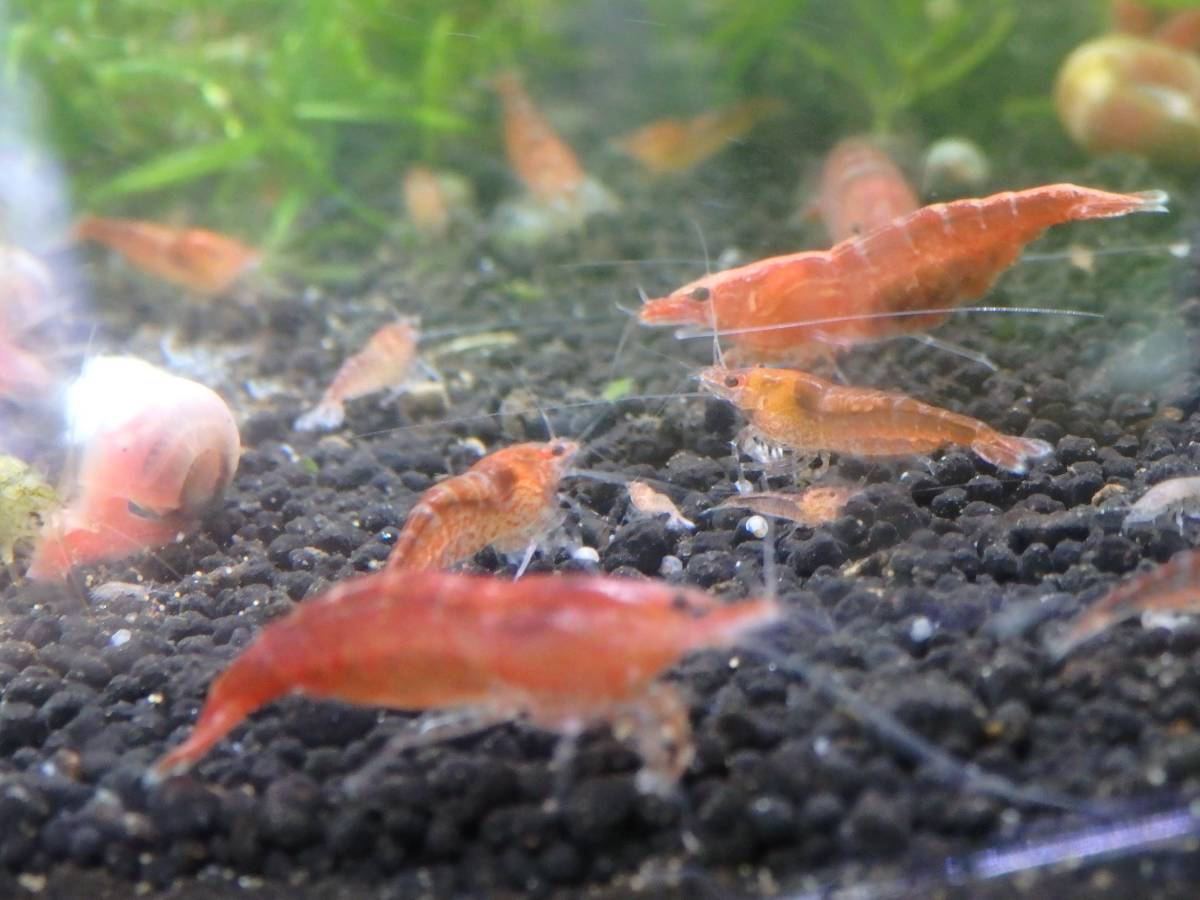 =AASO=Shrimp 自家繁殖ジャパンレッド赤ミナミヌマエビ 13～15ミリ前後　10匹 +オマケ1匹 !_画像8
