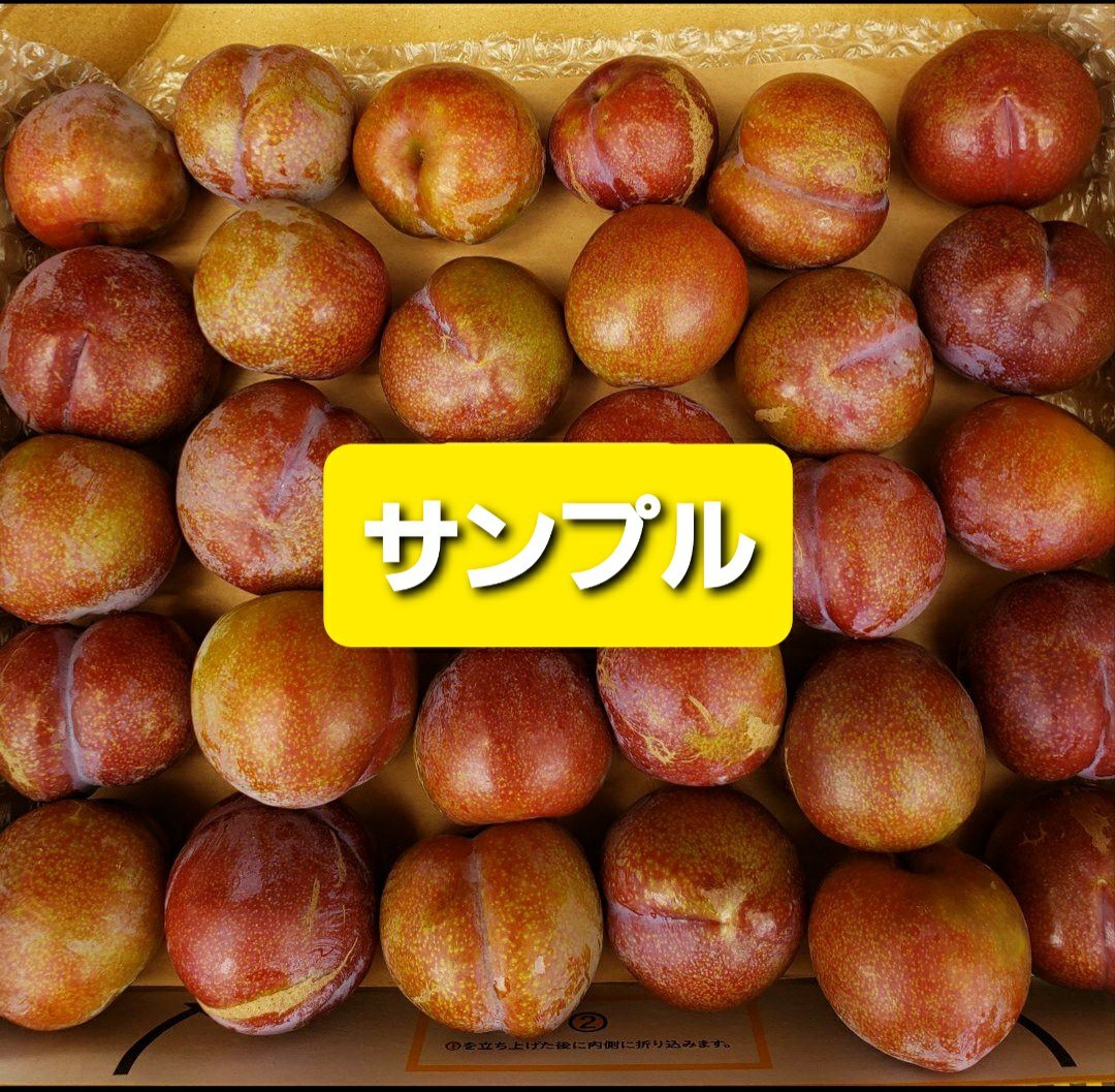 豊富なギフト 鹿児島県産 いぐりすもも ① agapeeurope.org