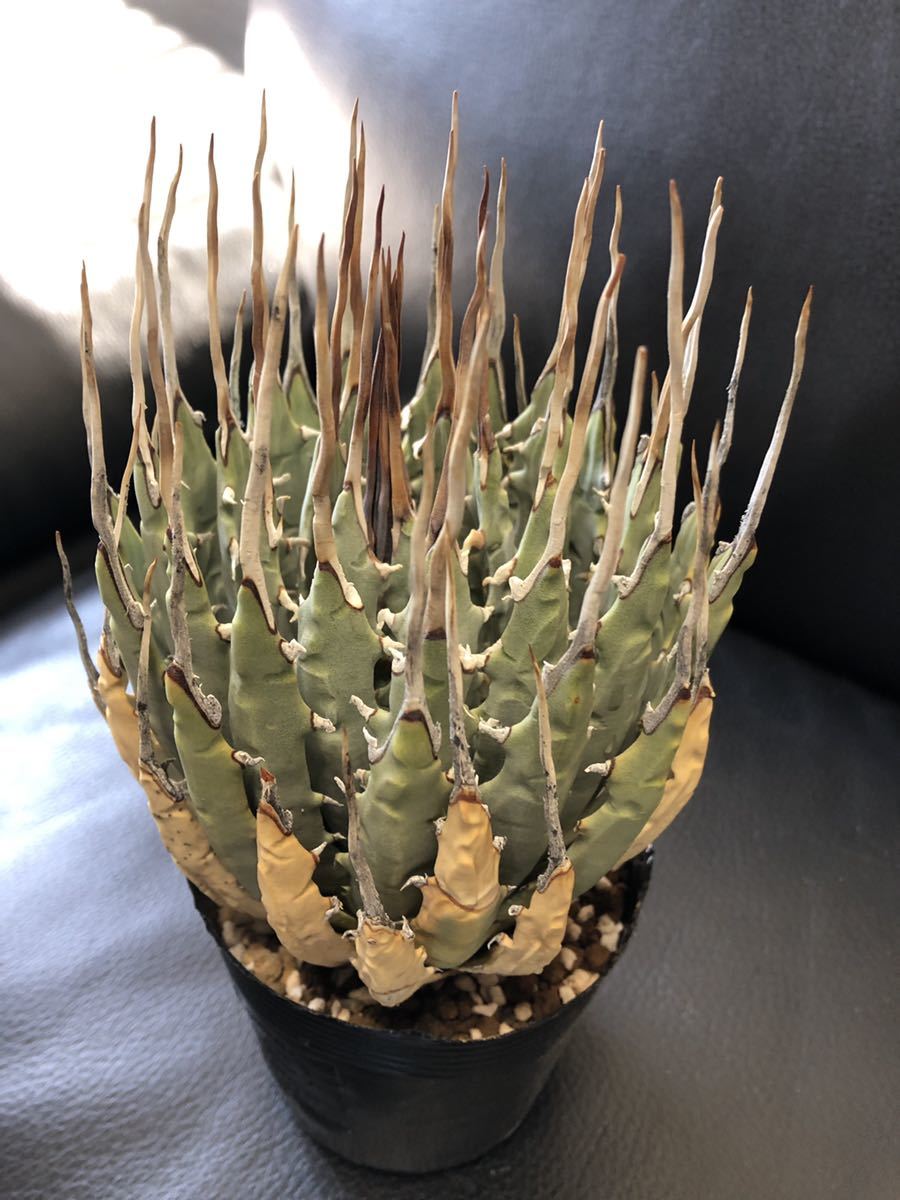 Yahoo!オークション - 2 Agave アガベ ユタエンシスエボリスピナ Yahoo!オークション - 2 Agave アガベ ユタエンシスエボリスピナ