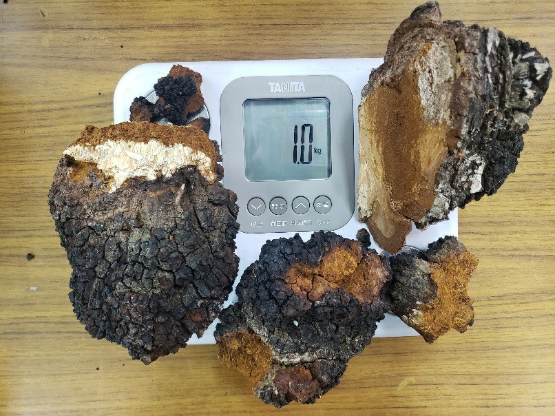 北海道日高産 カバノアナタケ2kg sidehustlebeast.com