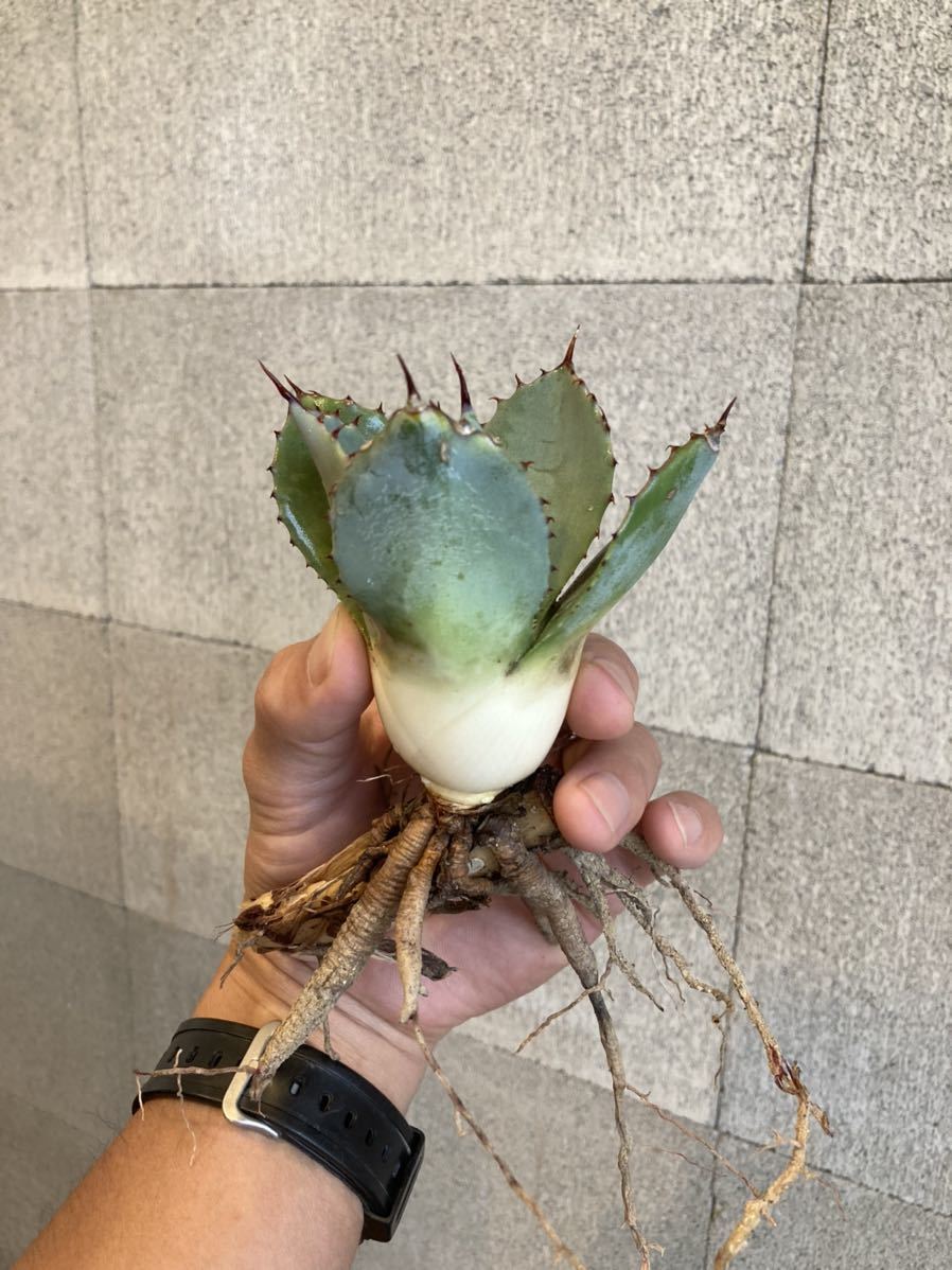 アガベ パリー 黒刺 子株 ①(トランカータ オバティフォリア アガベ パリー 黒刺 子株 ①(トランカータ オバティフォリア