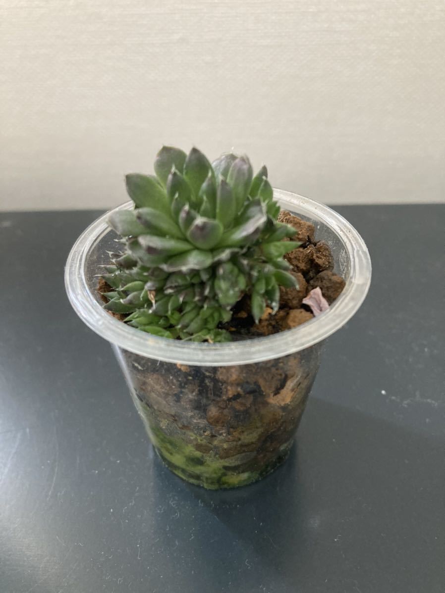 多肉植物　爪蓮華(ツメレンゲ） 送料込_画像1