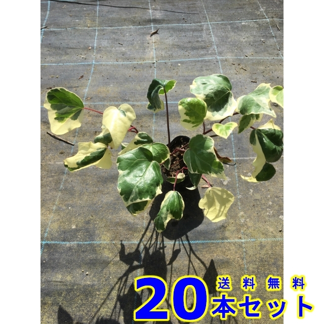 ヘデラ カナリエンシス バリエガータ (アイビー・斑入りオカメヅタ) 10.5p 20本 グランドカバー 下草 雑草予防
