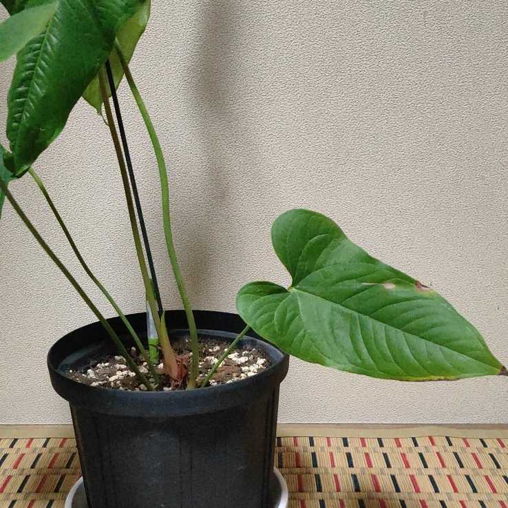 Anthurium ivanportillae アンスリウムモンステラ Anthurium ivanportillae アンスリウムモンステラ