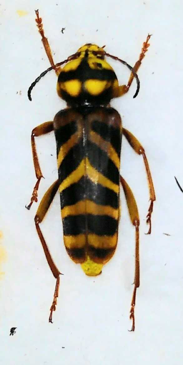 採れたて!オオトラカミキリ♀28.5mm大型 (山梨県鳴沢村)#羽脱品 採れたて!オオトラカミキリ♀28.5mm大型 (山梨県鳴沢村)#羽脱品