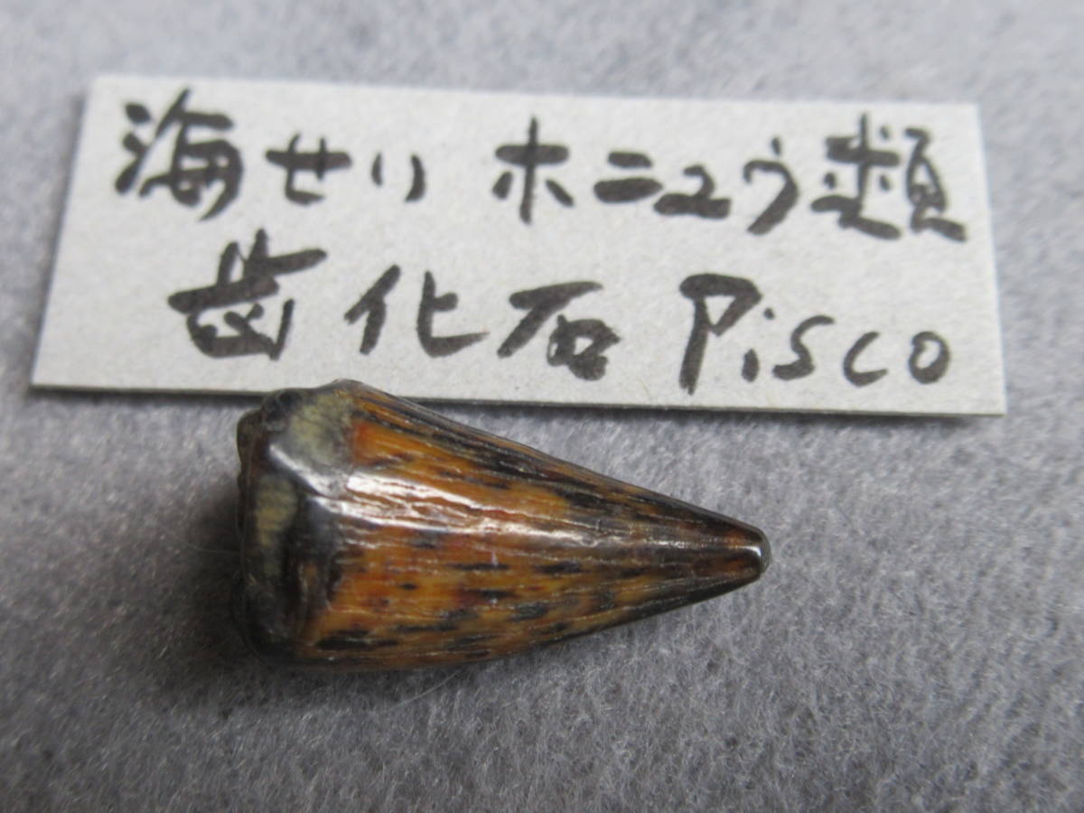 海棲哺乳動物の歯と思われる化石PiscoFormation_画像1