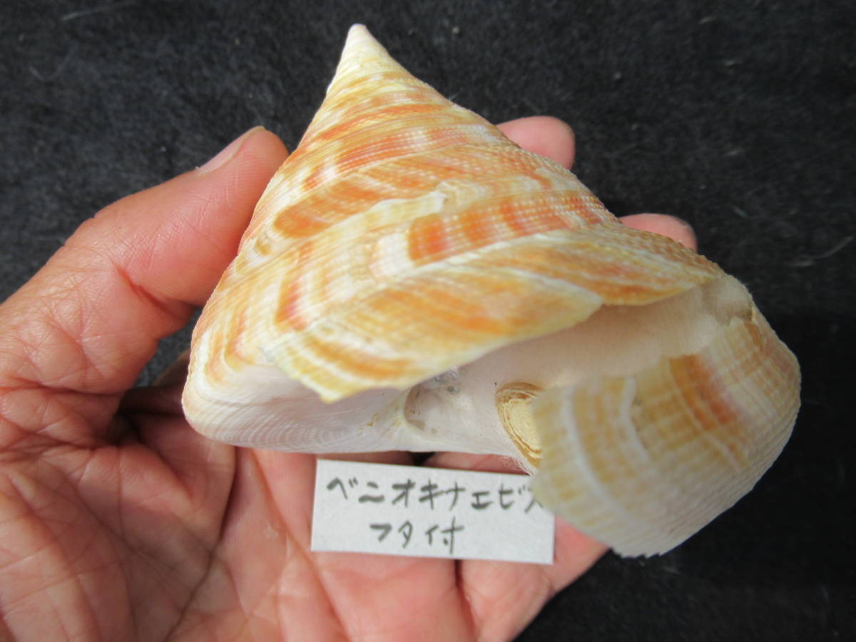 貝殻標本ベニオキナエビス蓋付き_画像1