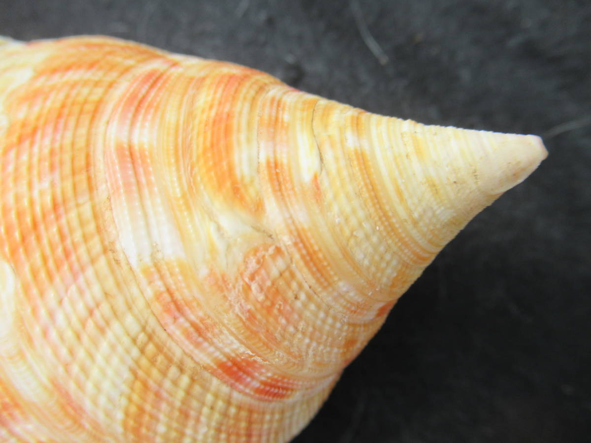 貝殻標本ベニオキナエビス蓋付き_画像8