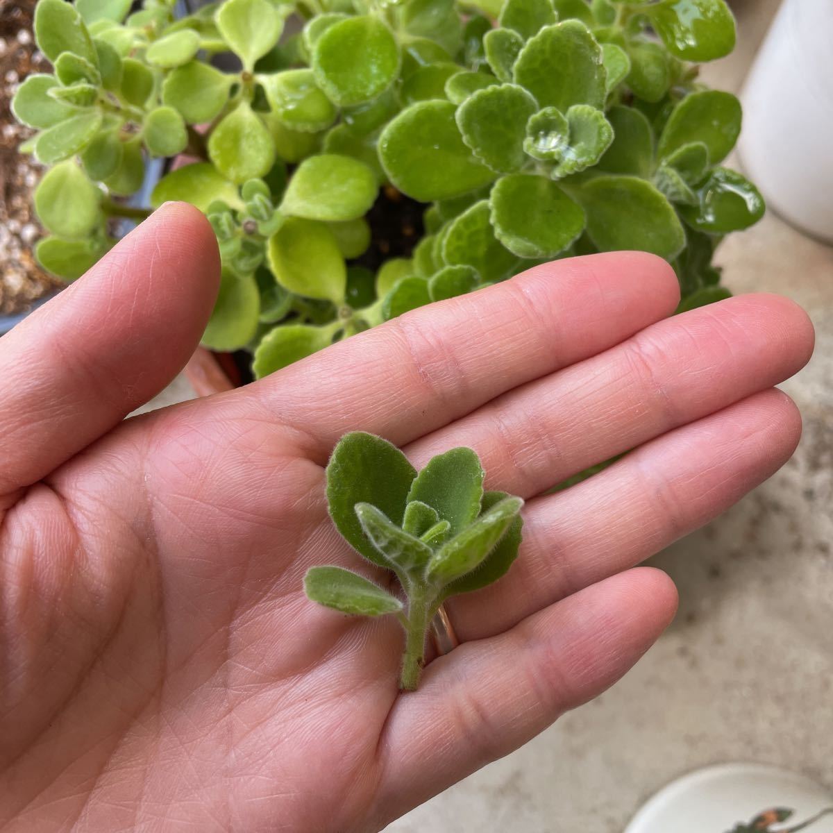 カット苗 10本 アロマティカス 多肉植物 ミントの香り ゴキブリ対策 大 苗 売買されたオークション情報 Yahooの商品情報をアーカイブ公開 オークファン Aucfan Com カット苗 10本 アロマティカス 多肉植物 ミントの香り ゴキブリ対策 大 苗 売買されたオークション情報 Yahooの商品情報をアーカイブ公開 オークファン Aucfan Com
