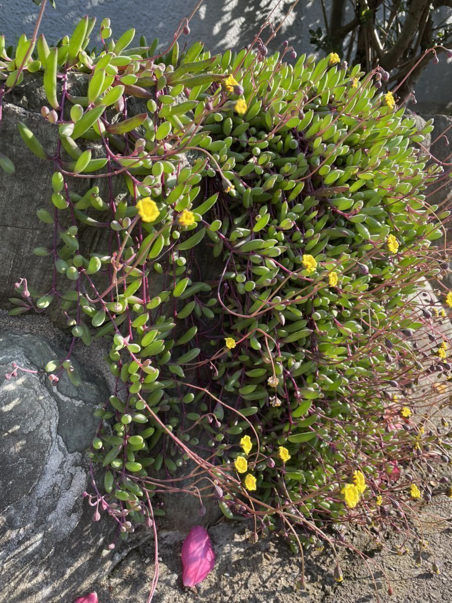 【たっぷり】ルビーネックレス　多肉植物　ガーデニング　カット苗　初心者向け　簡単に増える　セール_画像3