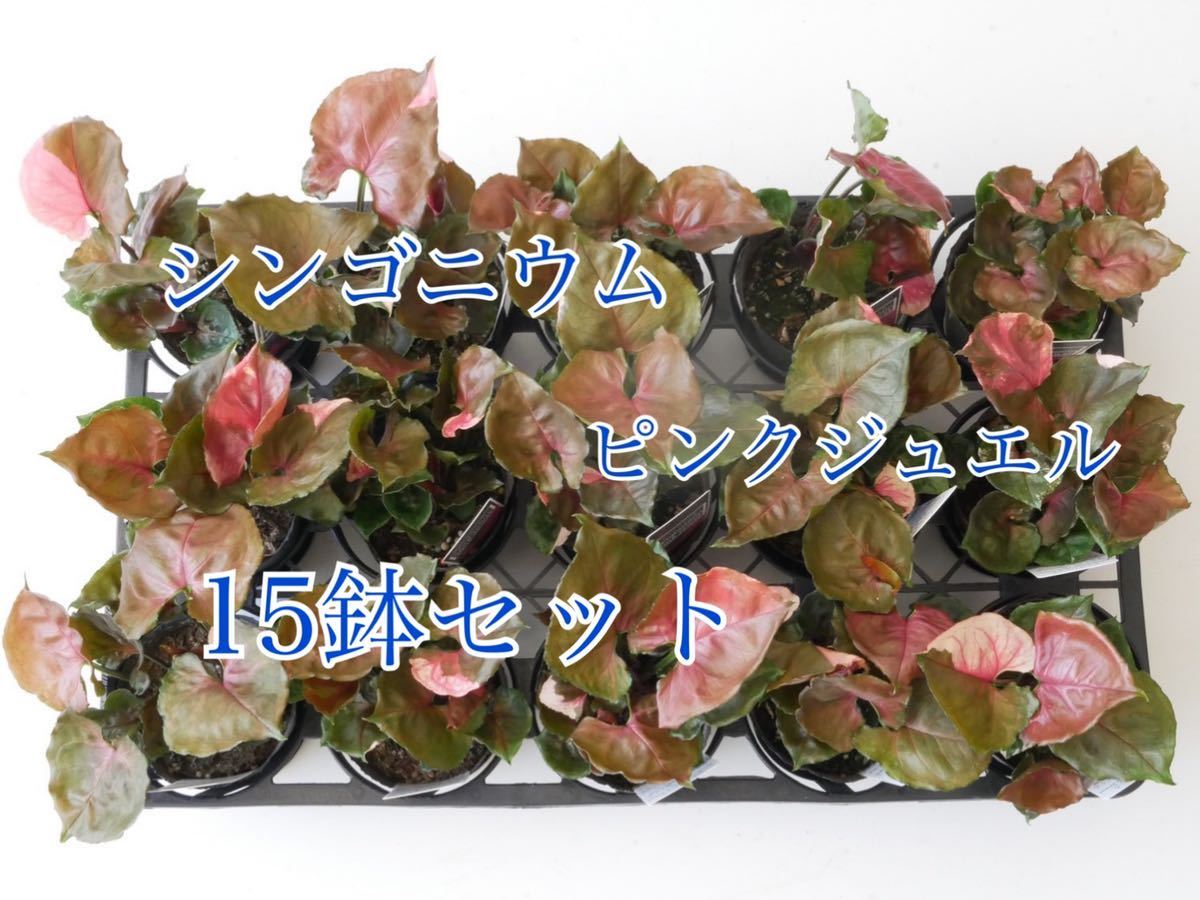 15鉢セット シンゴニウム ピンクジュエル Syngonium pinkjewel 観葉植物 インテリア グリーン 白斑 ハーフムーン