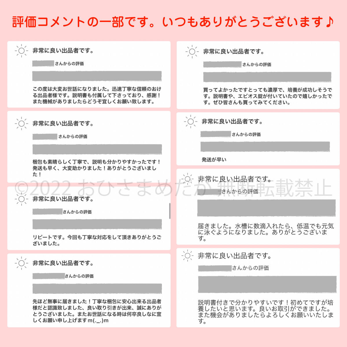 【ゾウリムシ　種水　増量中　1200ml　送料無料】 めだか　メダカ　針子 らんちゅう ベタ 稚魚 　psb　 金魚　ミジンコ　クロレラ　などに_画像5