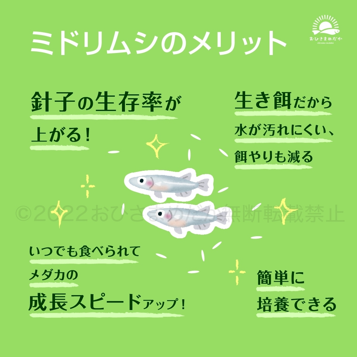 【ミドリムシ　種水　700ml　送料無料】 めだか　メダカ　針子　エサ 稚魚 ベタ　psb　 金魚　ミジンコ　クロレラ　ゾウリムシ などに_画像4