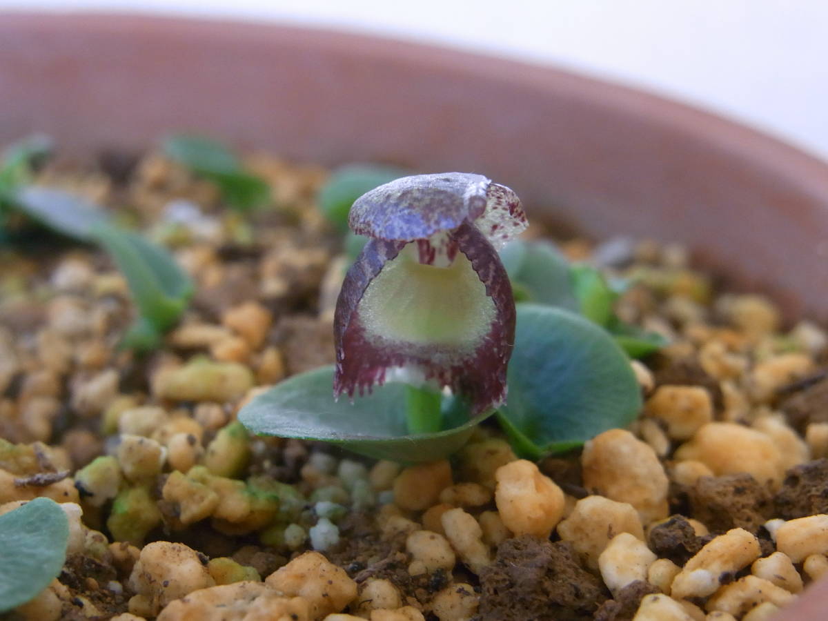 コリバス Corybas diemenicus 2球 豪州地生蘭・夏眠性球根ラン 洋蘭 山野草 2