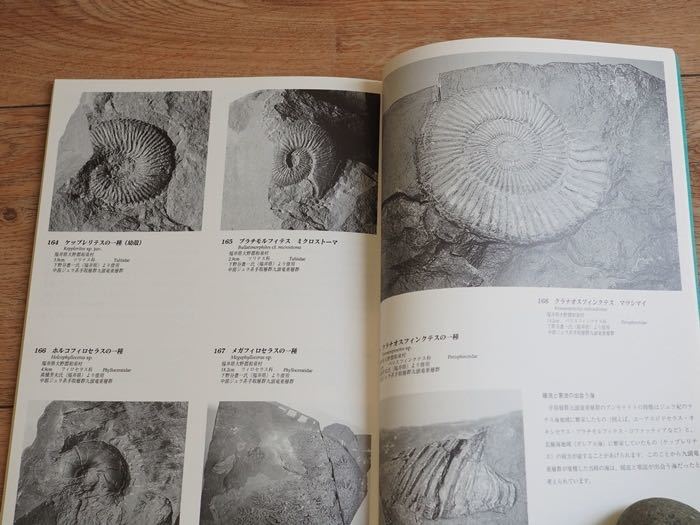 ☆アンモナイト 絶版 希少本 古本 化石 図鑑 図録 北海道ほか 糸魚川
