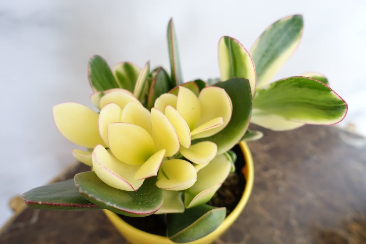 金のなる木 シンシン 多肉植物 金運 観葉植物 金運招来 縁起物 金のなる木 シンシン 多肉植物 金運 観葉植物 金運招来 縁起物