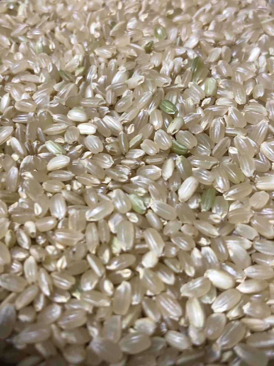 農家直送 熊本県産　 玄米　令和3年産 森のくまさん 30キロ 熊本のお米 ゆうパック着払い　_画像2