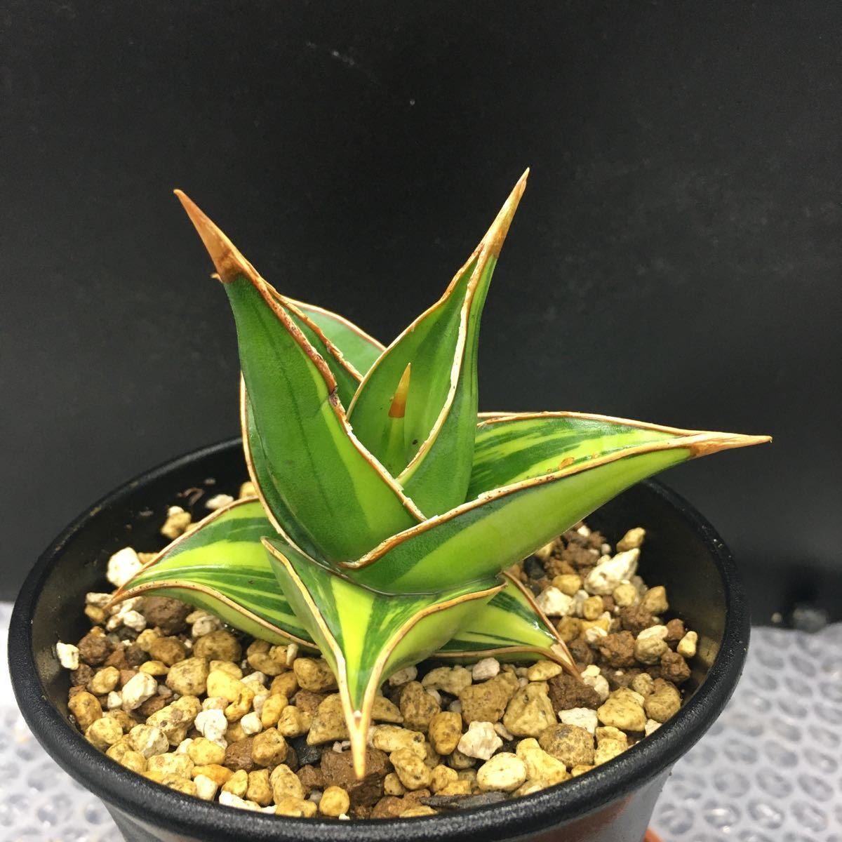 希少種 サンスベリア ピングイキュラ 斑入り Sansevieria pinguicula