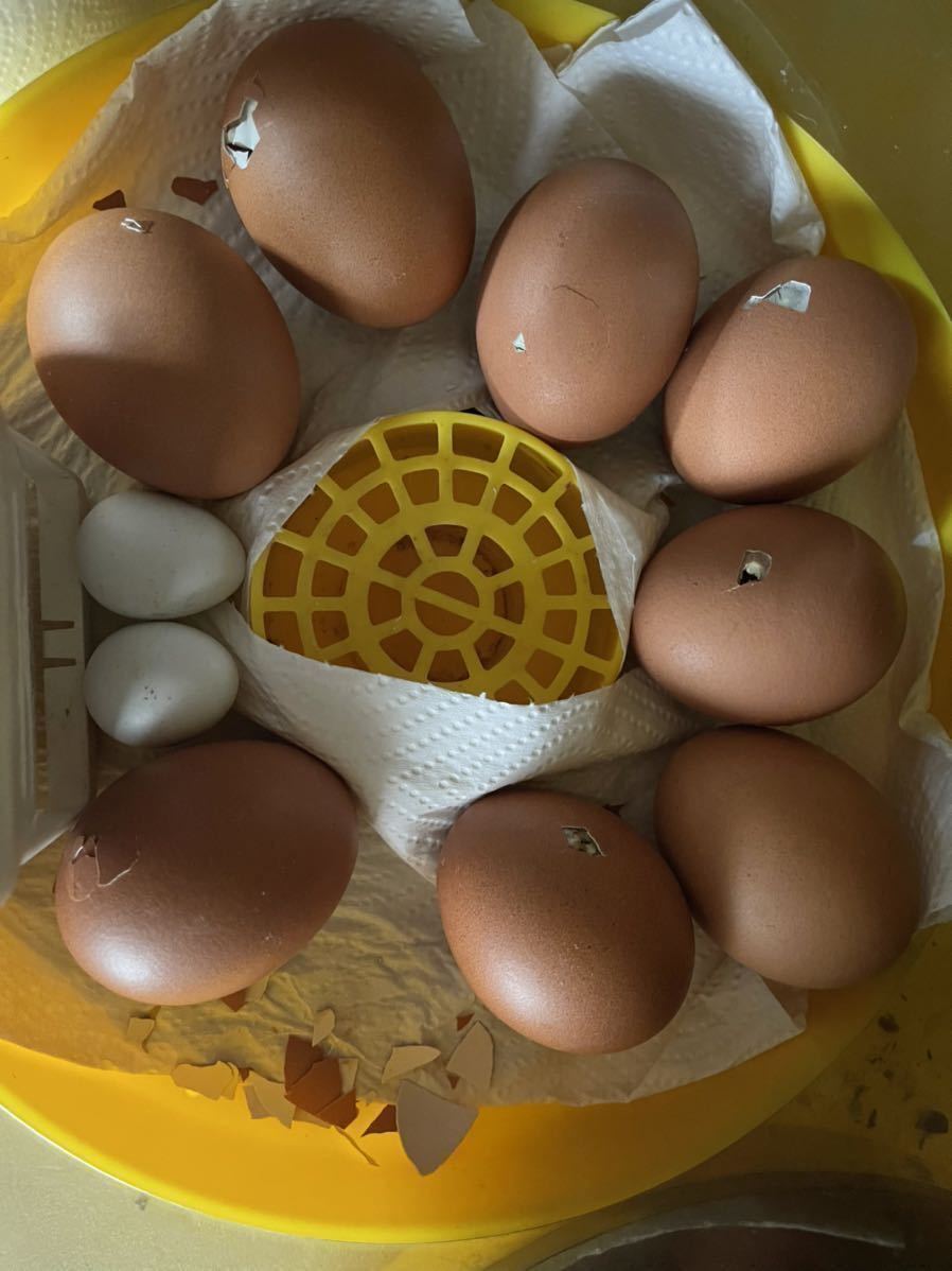 ボリスブラウン　有精卵１０個　種卵　受精卵　孵化用　有精卵　卵_画像9