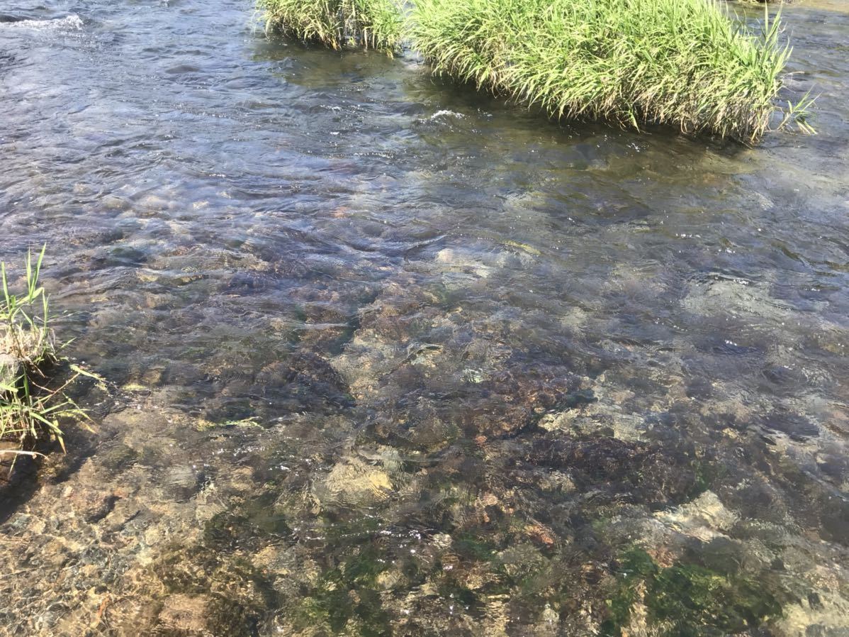 狩野川 天然鮎 26匹 約1100g 1円～ 売り切り 6/27 静岡県産 あゆ アユ 天然アユ_画像4