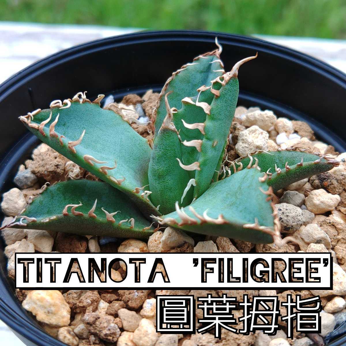 再入荷新作 ヤフオク! - アガベ チタノタ フィリグリー 圓葉拇