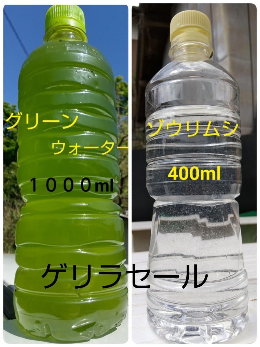 グリーンウォーター 青水 濃いめ 1000ml メダカ 稚魚 ミジンコ - 魚のエサ