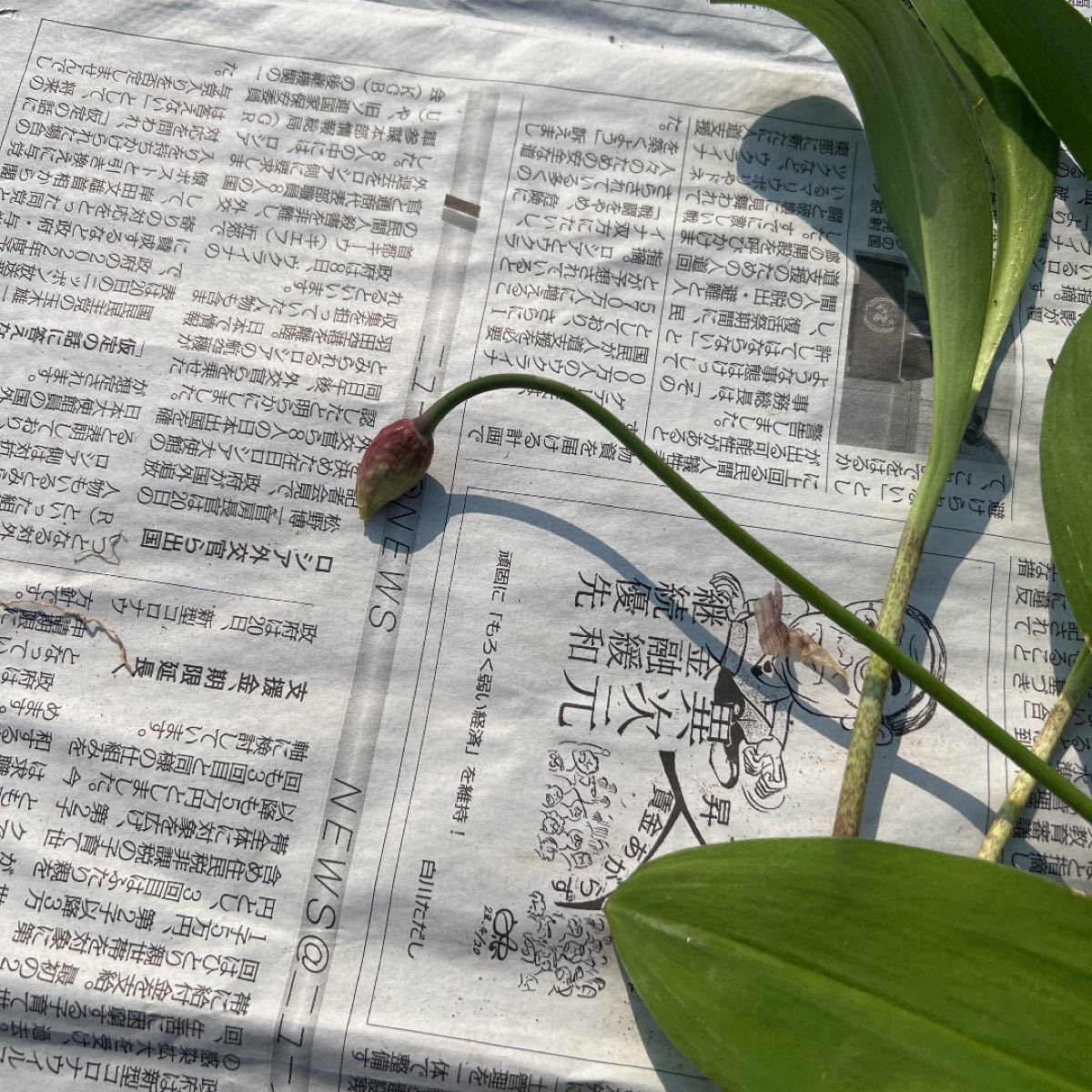 北海道産 行者ニンニク アイヌネギ ヒトビロ キトビロ 苗 50本 北海道産 行者ニンニク アイヌネギ ヒトビロ キトビロ 苗 50本
