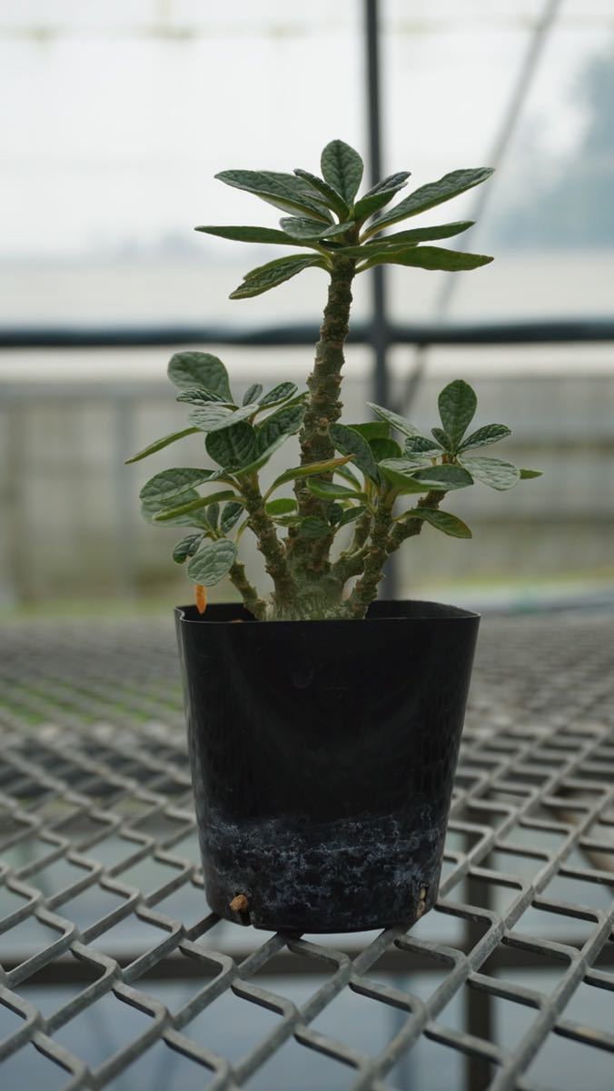Dorstenia gigasドルステニアギガス 実生 bushmans morokubo no1 www