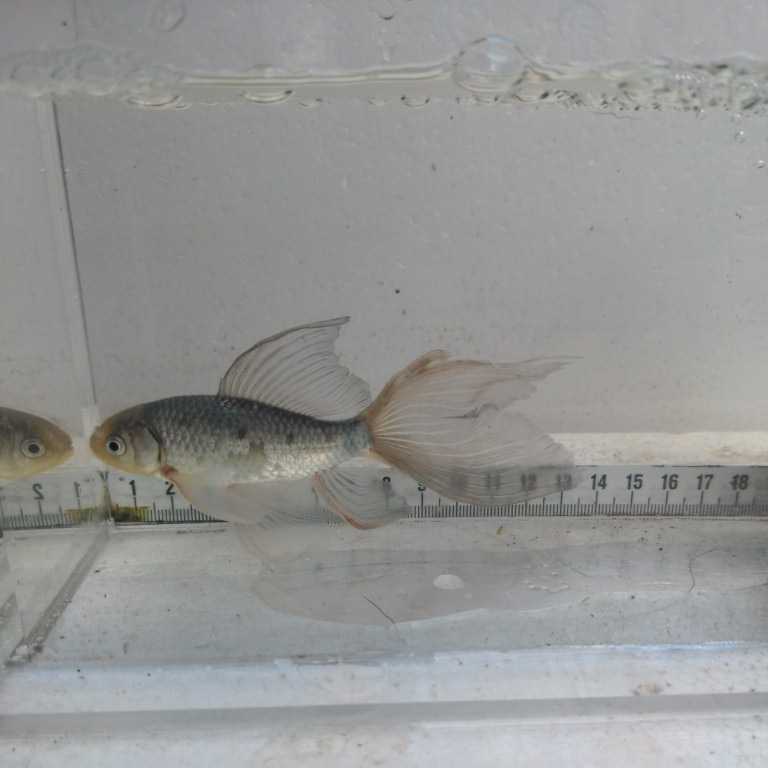 金曜日発送(1日)【宮城鉄魚飼育研究会】青鉄魚①極上 13 金曜日発送(1日)【宮城鉄魚飼育研究会】青鉄魚①極上 13