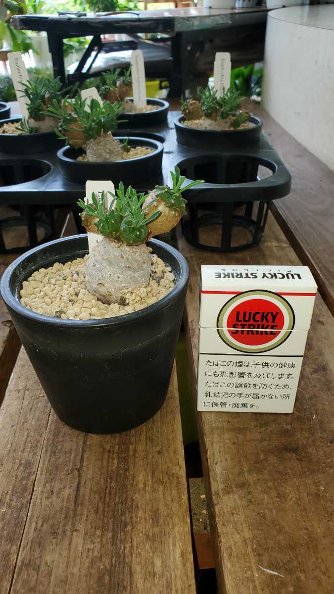 おもしろ植物！ユーフォルビア峨眉山2.5号鉢。オークションはランダムに1鉢です。複数希望時は質問からどうぞ！_画像1