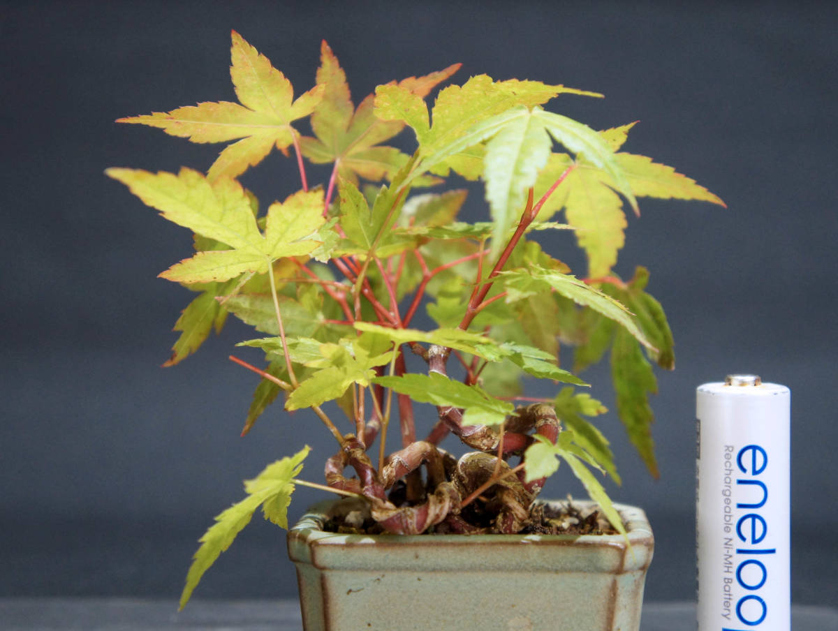  maple mountain maple (yamamomiji/momiji).... mini bonsai depth 9cm width 9cm height 10.5cm