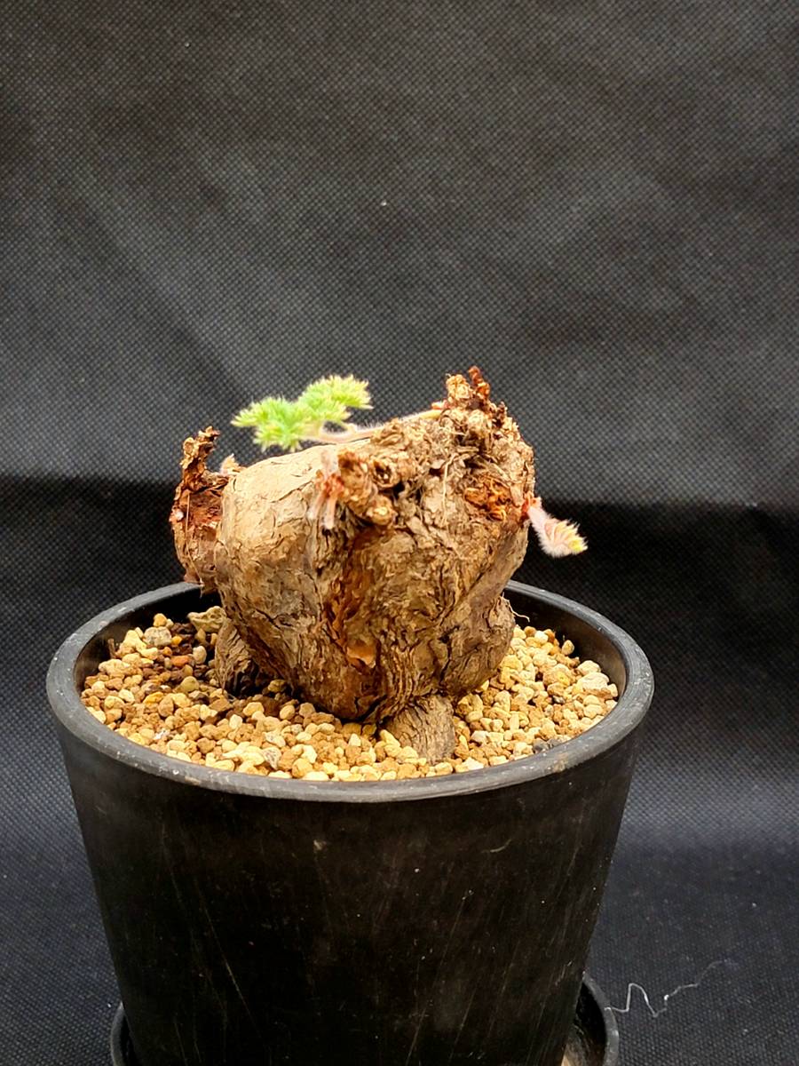 半額スタート 塊根植物 ペラルゴニウム トリステ Pelargonium triste