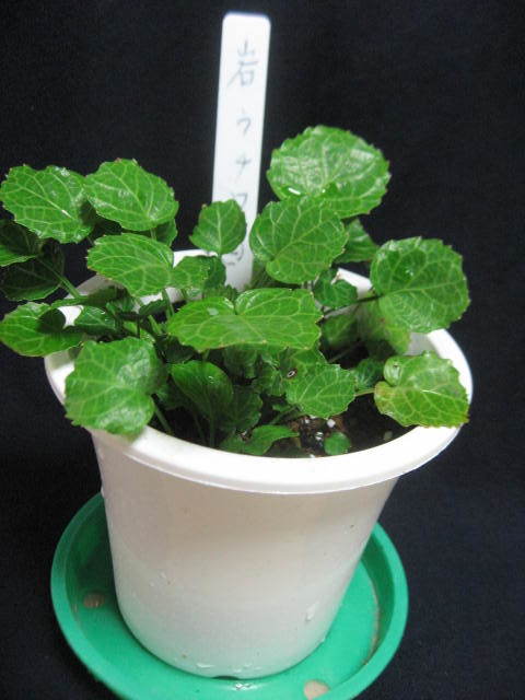 山野草 寄せ植えにも 4号鉢植え イワウチワ ニ 薄ピンクの花 超目玉 薄ピンクの花 山野草 寄せ植えにも 4号鉢植え イワウチワ ニ 薄ピンクの花 超目玉 薄ピンクの花