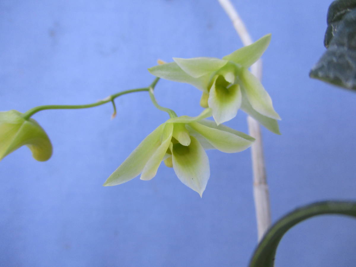 キバナノセッコク 素心花 「深芳野」 開花中 富貴蘭 長生蘭 セッコク