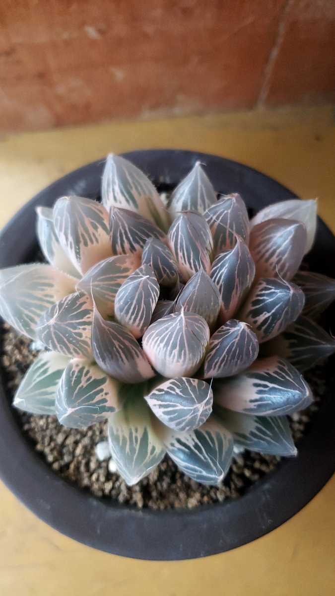 多肉植物 ハオルチア オブツーサ錦糊班 台湾実生 大株 www.matepis.com.br