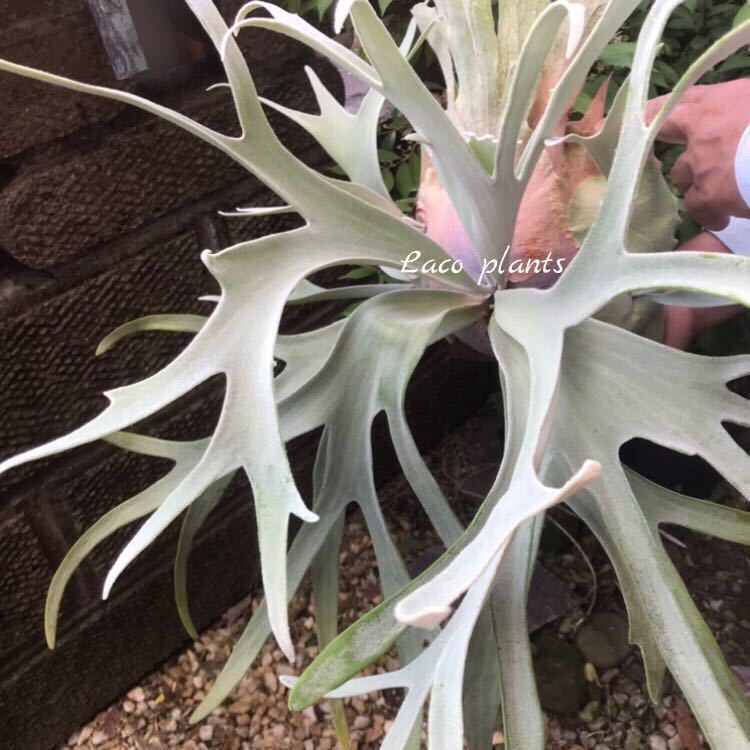 gari22様専用】Peawchan F304 Snow Queen 株分け インテリア小物 早割