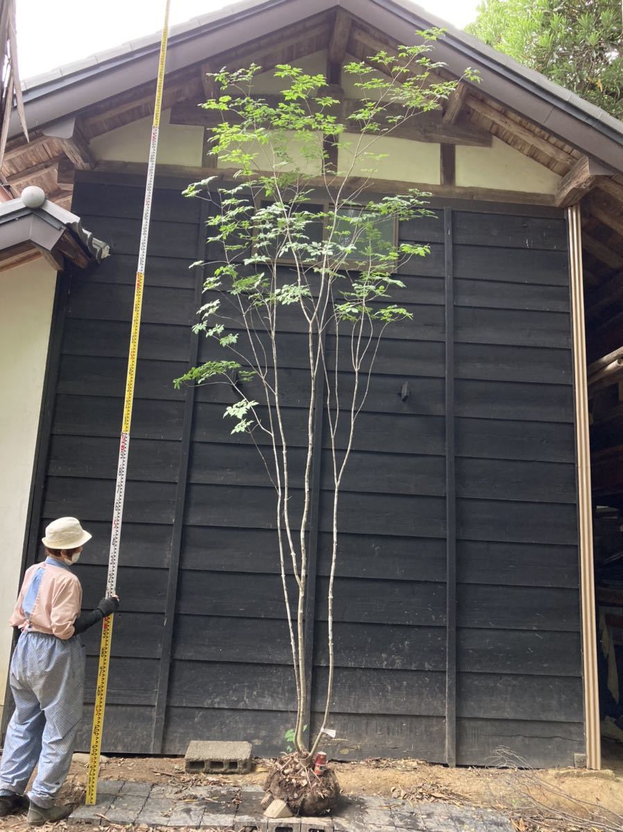 55 山取 アオダモ isphta.md