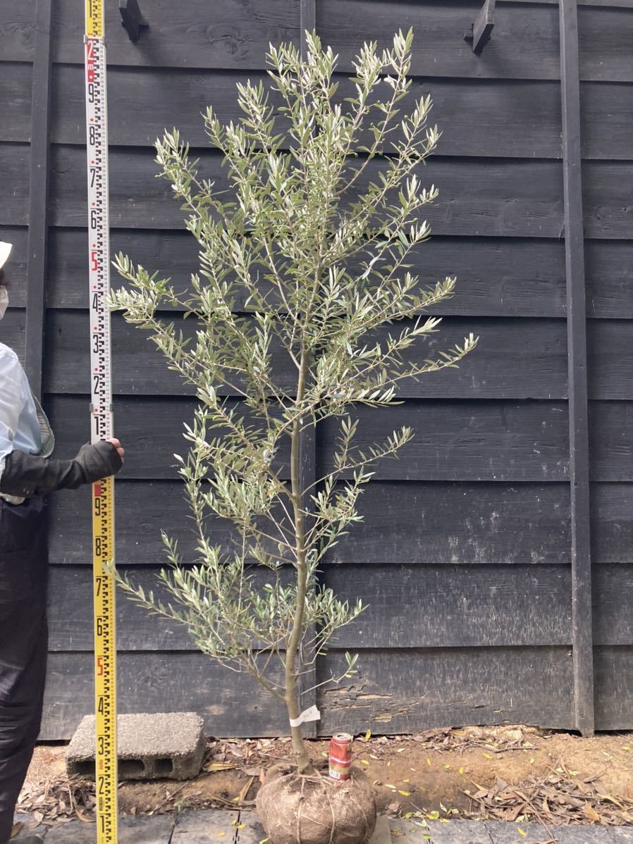 オリーブの木 カヨンヌ 植物 | endageism.com