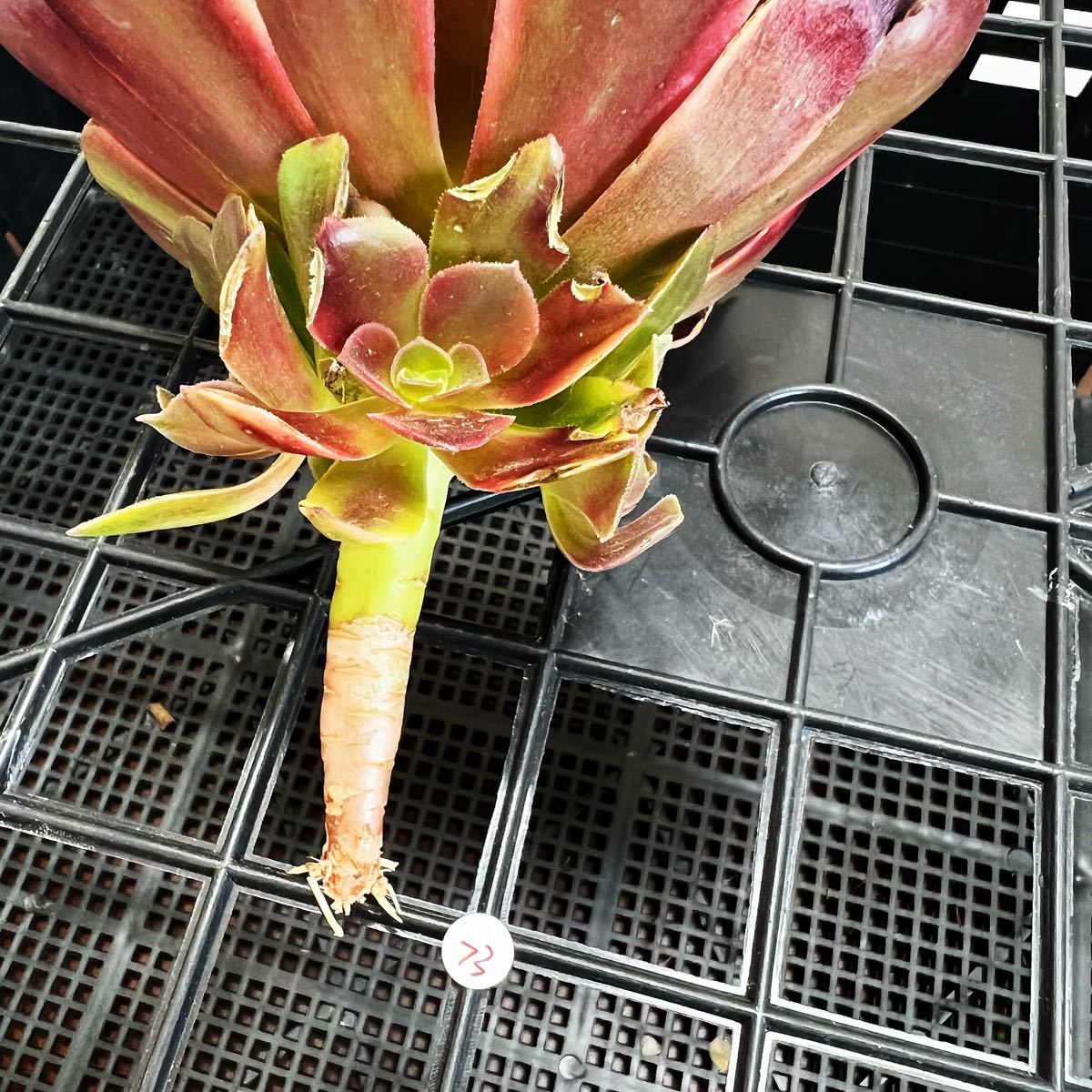 多肉植物 アエオニウム 新入荷 スーパーバン(脇芽3つ)やや傷あり 多肉植物 アエオニウム 新入荷 スーパーバン(脇芽3つ)やや傷あり