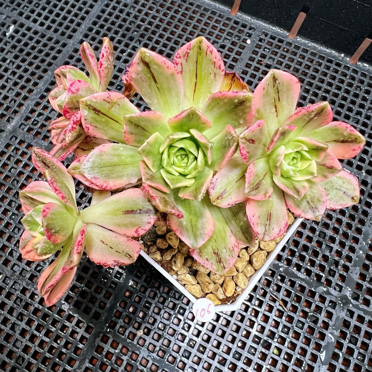 多肉植物 アエオニウム 新入荷 ブロンズメダル錦(自然群生) 法師 多肉植物 アエオニウム 新入荷 ブロンズメダル錦(自然群生) 法師