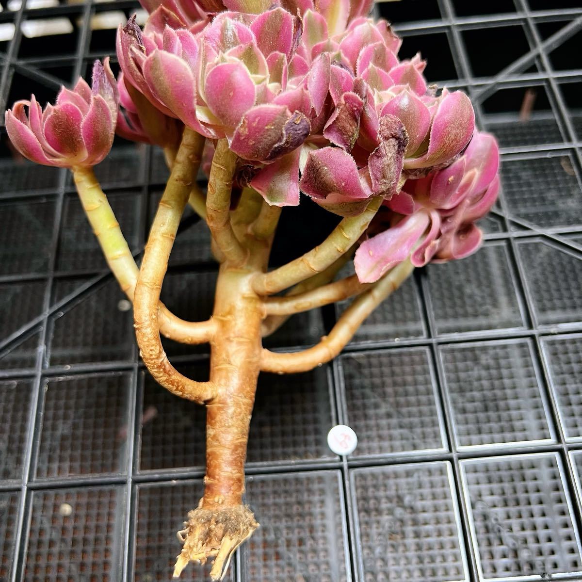 多肉植物 アエオニウム錦 新入荷 レア種 ピンクウィッチ (超大 多肉植物 アエオニウム錦 新入荷 レア種 ピンクウィッチ (超大