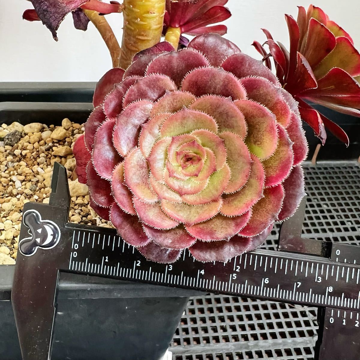 多肉植物 アエオニウム錦 ブラックゴールドスチール 5頭 (超大品 多肉植物 アエオニウム錦 ブラックゴールドスチール 5頭 (超大品