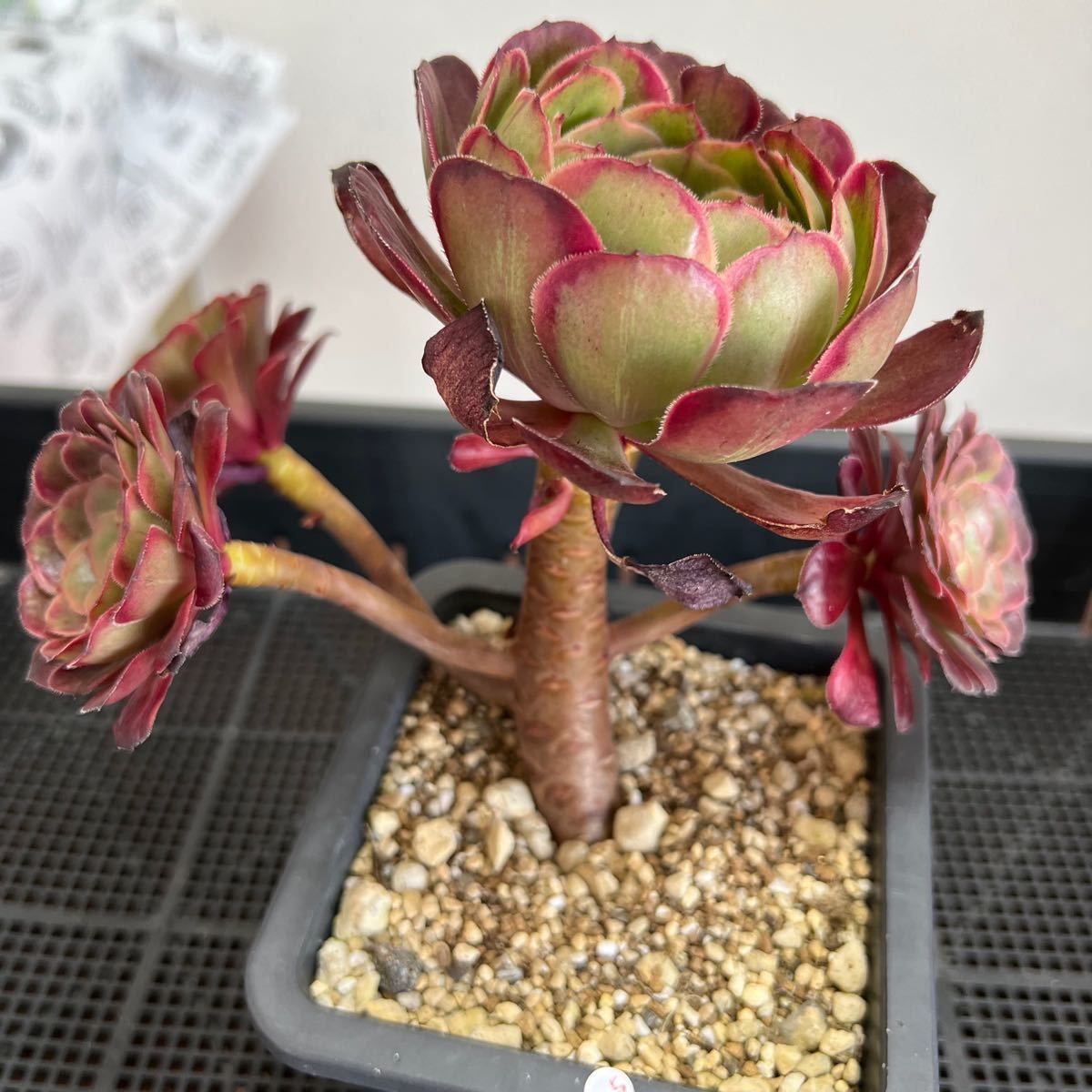 多肉植物 アエオニウム錦 ブラックゴールドスチール 5頭 (超大品 多肉植物 アエオニウム錦 ブラックゴールドスチール 5頭 (超大品