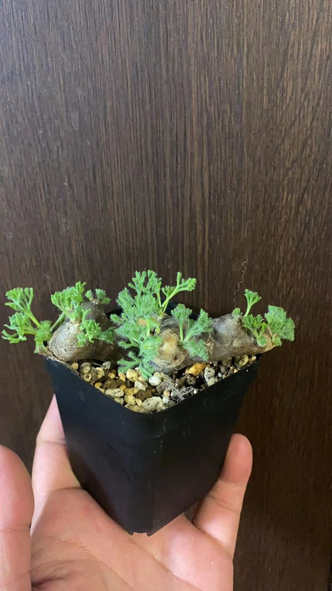 2モンソニア ムルチフィズム サルコカウロンMonsonia multifidum 2モンソニア ムルチフィズム サルコカウロンMonsonia multifidum