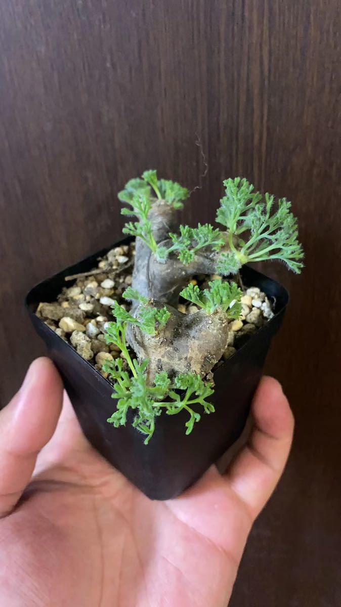 2モンソニア ムルチフィズム サルコカウロンMonsonia multifidum 2モンソニア ムルチフィズム サルコカウロンMonsonia multifidum