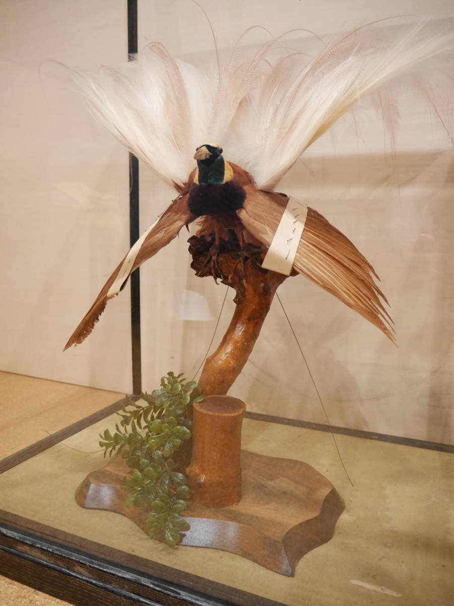 剥製 極楽鳥 風鳥 ゴクラクチョウ フウチョウ 置物 インテリア アンティーク 骨董 工芸品 レア お引取り限定 科学 自然 売買されたオークション情報 Yahooの商品情報をアーカイブ公開 オークファン Aucfan Com 剥製 極楽鳥 風鳥 ゴクラクチョウ フウチョウ 置物 インテリア アンティーク 骨董 工芸品 レア お引取り限定 科学 自然 売買されたオークション情報 Yahooの商品情報をアーカイブ公開 オークファン Aucfan Com